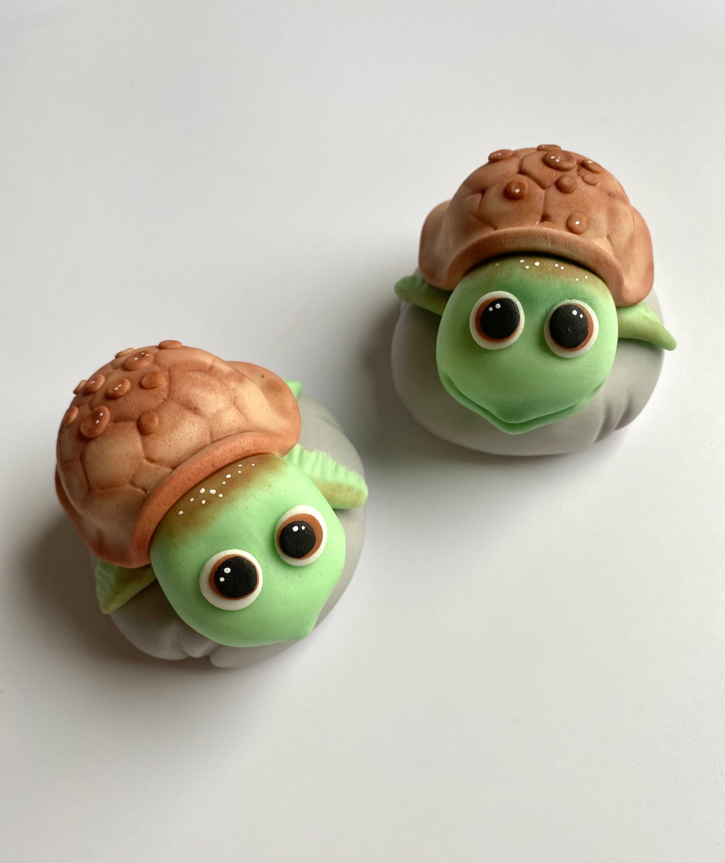 Schildkröte Sascha